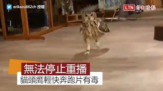 超魔性貓頭鷹奔跑片 短短6秒讓網友崩潰：無法停止重播