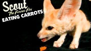 Scout the Fennec Fox Eating Carrots