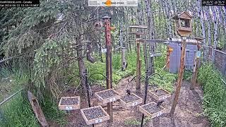 2024-06-22 - Foothills Birds - Live BirdCam [65+ Species]