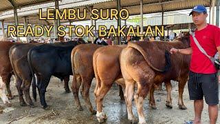 LAPAK LEMBU SURO TERBARU STOK SAAT INI DI PASAR PON AMBARAWA