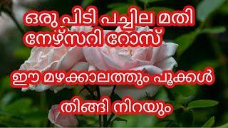 ഒരു പിടി പച്ചില മതി എത്ര മുരടിച്ച റോസും # ഈ മഴക്കാലത്ത് പൂക്കൾ നിറയാൻ# gardening tips Malayalam