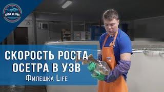 Скорость роста рыбы в УЗВ Филешка Life