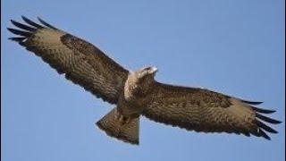 BUZZARD Sounds In-flight Calling for a Mate - MEWING - Buteo buteo