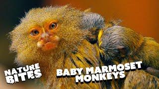 Finger Monkey Mom Gives Birth to Twins | The Secret Life of the Zoo | Nature Bites