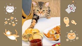 Я ПРОДЕГУСТИРУЮ! Вечно голодный кот #смешныекоты  #приколыскотами#юмор #ржака