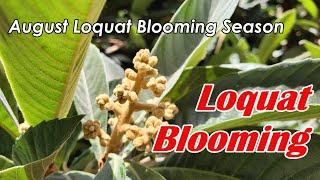 Loquat Tree Blooming Season | Loquat Tree Flower Buds | Loquat Tree Produces Flower Buds in August