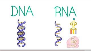 The Difference Between DNA and RNA