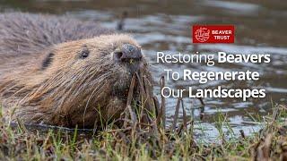 Restoring Beavers To Regenerate Our Landscapes