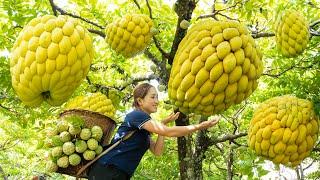 Harvesting Na Thai| 1 Fruit That Is Popular In The International Market - Goes To The Market Sell