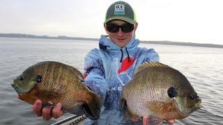 How To Catch GIANT Bluegills in Public Lakes