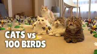 Cats vs 100 Birds | Kittisaurus