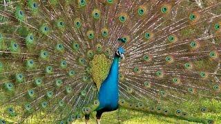 Peacock Dance Display - Peacocks Opening Feathers HD & Bird Sound