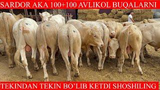 100+100 AVLIKOL BUQALAR KELDI SARDOR AKAGA BUQALARNI TEKINDAN TEKIN BO’LIB KETDI SHOSHILING