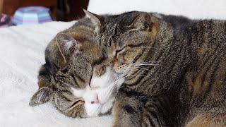 Very very fluffy cheek pillow of Maru.