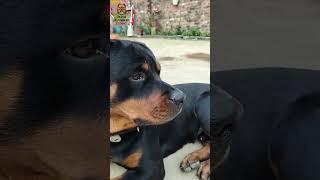 Daster Rottweiler so funny.. #dog #viral