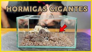 Diseño el mejor SET UP para mis HORMIGAS GIGANTES | Camponotus Americanus