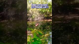 Mancing casting ikan gabus lagi #shorts #snakeheadfishing