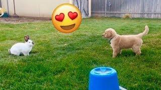 Sammie Plays With Cute Bunny! Golden Retriever Vlog