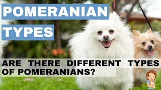 What Are The Different Types Of Pomeranians?