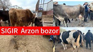 ANDIJON marhamat SIGIR va hunajin NARXLARI va egalaridan tel nomerlarini bozor zor BOLDI