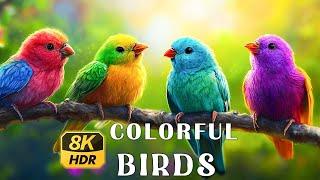 Colorful Birds Collection | 8K VIDEO HDR 60FPS | Beautiful Birds