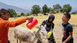 Kindness to donkey; Akram and his sons wash the donkey in hot weather