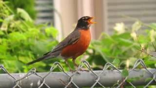 Robin Call - Bird With An Orange Chest