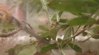 Feeding a Mediterranean Mantis (Iris oratoria) - August 23, 2011