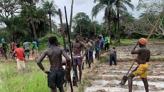   SOULOULE CULTURE DU RIZ EN CASAMANCE