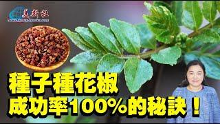 種子種花椒，成功率100%的秘訣！