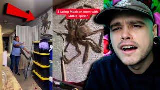 Woman Gets Attacked by Giant Spider | CREEPY Tik Toks w/ DobbsWorld