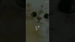 Mèo Cute Part 1 | #catsocute