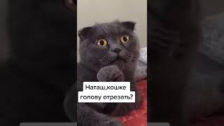  КОШКЕ ГОЛОВУ ОТРЕЗАТЬ?  #приколы #shorts