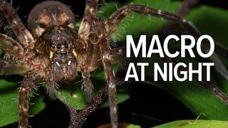 Macro Photography At Night With The Nikon Z8 And Nikon 105mm f/2.8