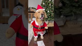 Did your dog make it on the nice list?   #dogshorts #puppy #dogs #puppies #christmas #cutedog