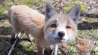 We went to the forest for chanterelle mushrooms, and found a little fox.