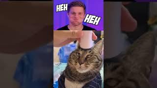 Funny Cats 