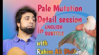 Detail Session On PALE Mutation With Rahim Ali Dhillon | #lovebirds #dhillon  #Pale #bird #genetics