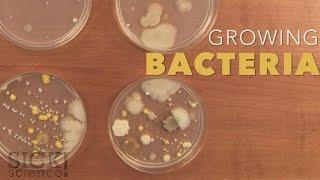 Growing Bacteria - Sick Science! #210