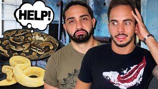 We Rescue Abandoned Snakes in Miami! *GRAPHIC*