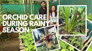 Cymbidium Care During Rainy Season: Protecting New Shoots from Spider Infestations