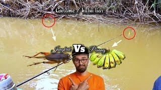 Adu jitu, jangkrik VS pisang untuk memancing ikan gurame / kalui liar