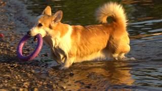 Dog Tricks in slow motion by Welsh Corgi Pembroke Nessi