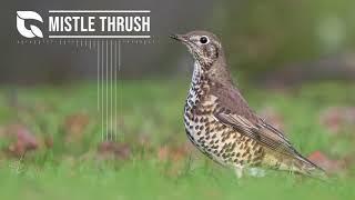 Mistle Thrush Song