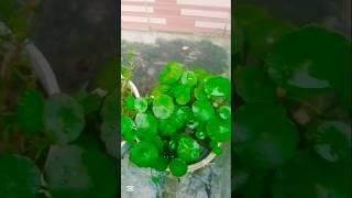 Coin plant propagation ️#plants #plantgrowth #shortsviral #shorts #foryou