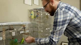 Training Your Parakeet/Budgie To Be Hand Tame [UHD 4K]