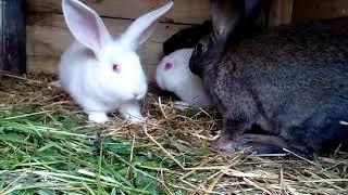 SALES OF RABBITS !! Where? / Rabbit breeding as a BUSINESS