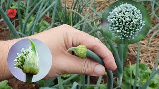 Why does onion form a flower and how to prevent it?