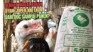 Modal Pakan Ayam Joper dari DOC sampai Panen 100 Ekor