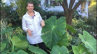  Storing Elephant Ear ~ Winterizing Elephant Ear 